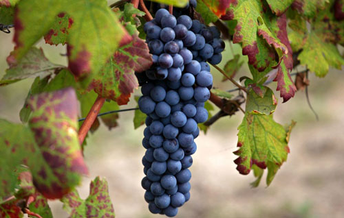 內比奧羅（Nebbiolo）